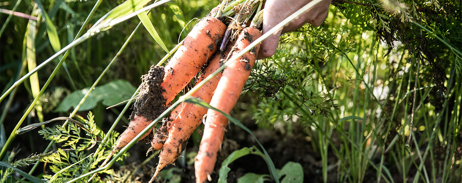 Karotten werden aus der Erde gezogen